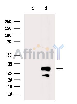 Валидация Affinity DF13887 - 9617
