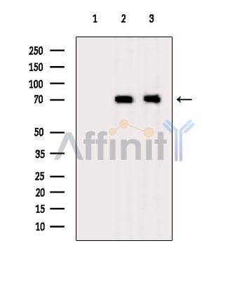 Валидация Affinity DF15491 - 11862