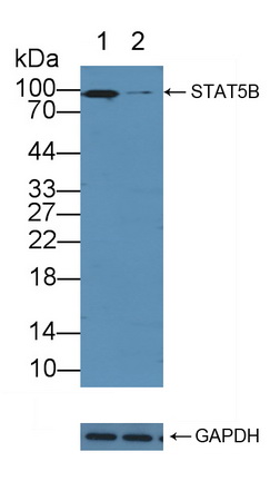 12144