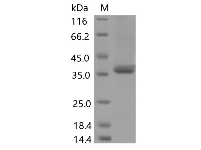 Валидация Elabscience PKSV030448(6171)