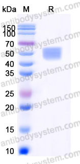 EHD96702, SDS-PAGE