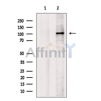 Валидация Affinity DF13302 - 8443