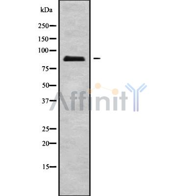 Валидация Affinity DF9076 - 21351