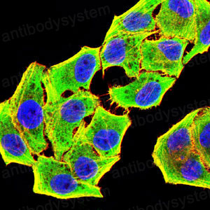Валидация IF - AntibodySystem RHC39303