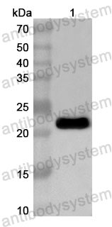 Валидация AntibodySystem PHB53801