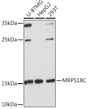 Валидация Elabscience E-AB-92054