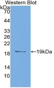 55176