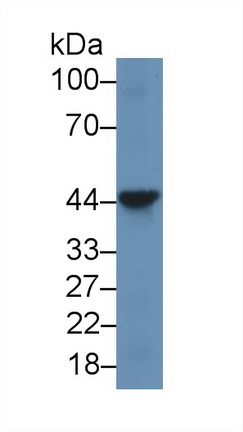 18455