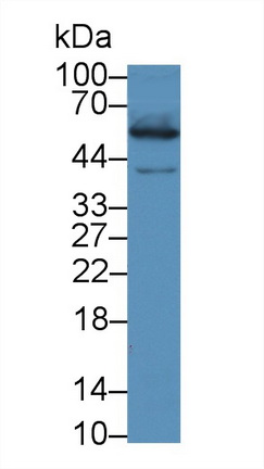 12950