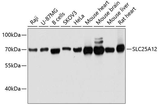 Валидация Elabscience E-AB-63584