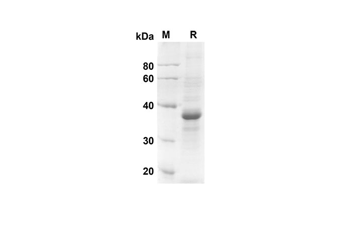 Валидация Elabscience PDMH100261(884)