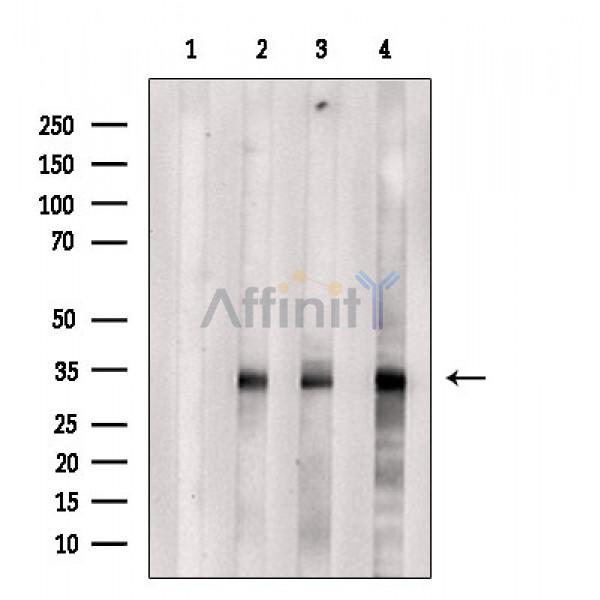 Валидация Affinity DF5202 - 17190