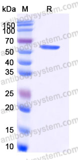 EHD91401, SDS-PAGE