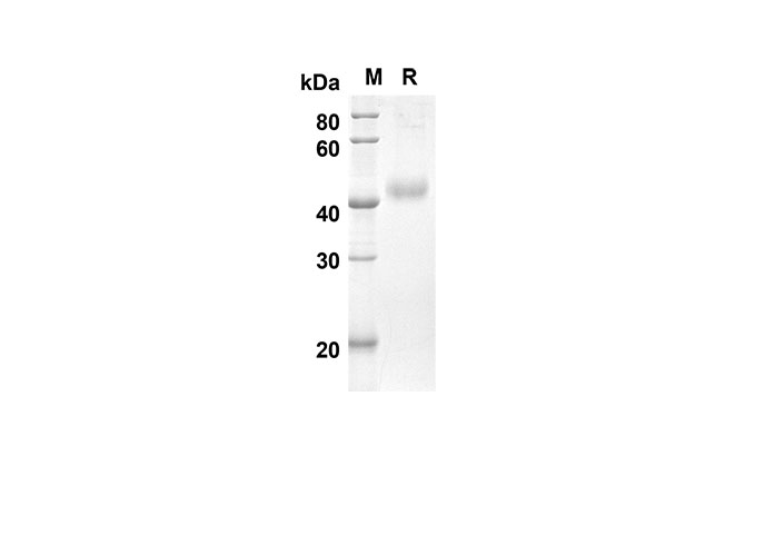Валидация Elabscience PDMM100065(1037)