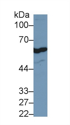 13136