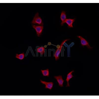 Валидация Affinity DF12099 - 6215