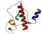 Exonuclease 3"-5" Domain Containing Protein 2 (EXD2)