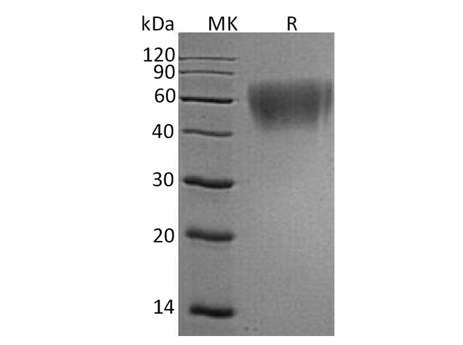 Валидация Elabscience PKSH033645(3930)