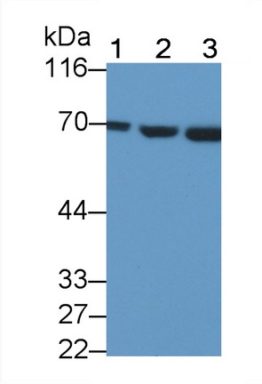 49123