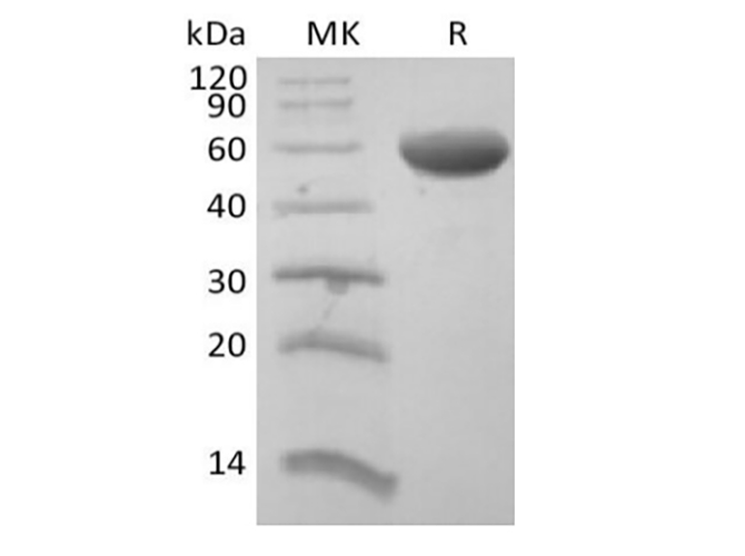 Валидация Elabscience PKSH033943(4172)