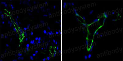 Валидация IF - AntibodySystem RHD16405