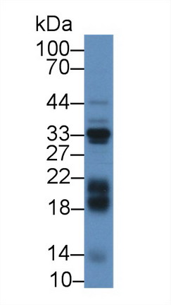 9036