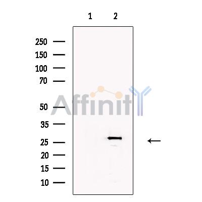 Валидация Affinity DF13257 - 8332