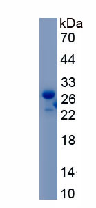 45281