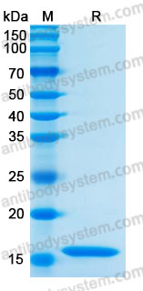 Валидация AntibodySystem ARB94401