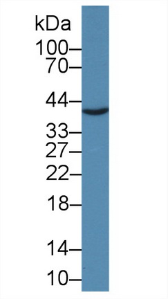 14383