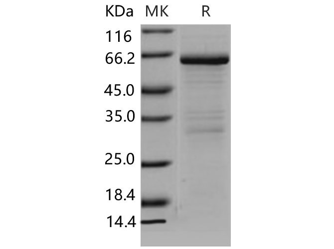 Валидация Elabscience PKSM040651(4634)