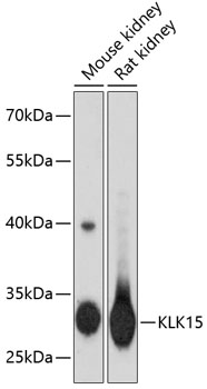 Валидация Elabscience E-AB-65415