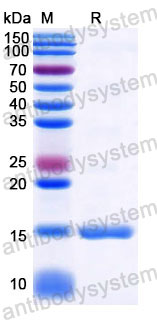 Валидация SDS-PAGE - AntibodySystem RHD65001