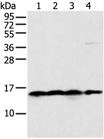 Валидация Elabscience E-AB-52272