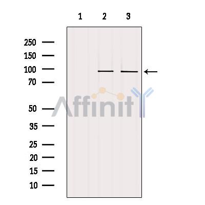 Валидация Affinity DF6929 - 18533