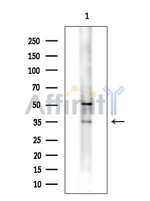 Валидация Affinity DF15234 - 11509