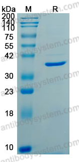 YVV17602, SDS-PAGE
