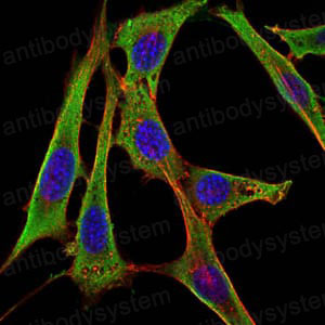 Валидация IF - AntibodySystem RHB99302