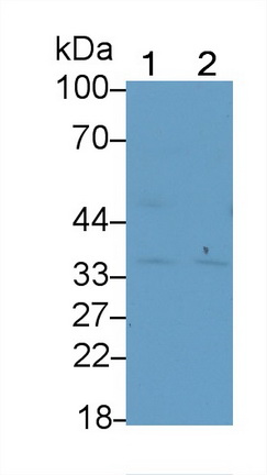 21808
