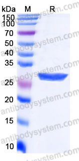 EHB98501, SDS-PAGE