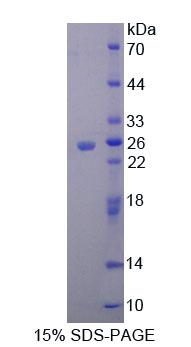 58648