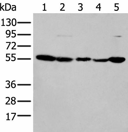 Валидация Elabscience E-AB-53523