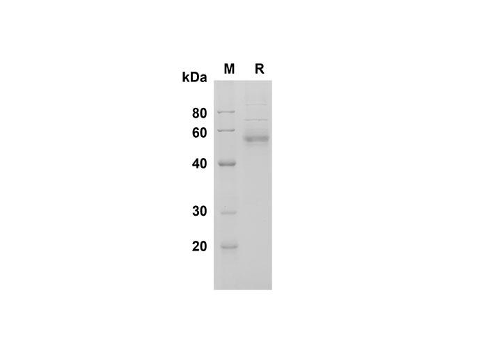 Валидация Elabscience PDMH100308(920)