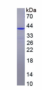 57337