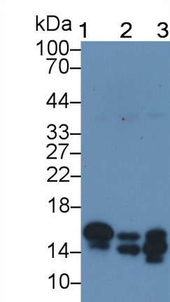 52603