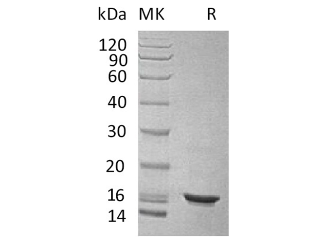 Валидация Elabscience PKSH032005(2569)
