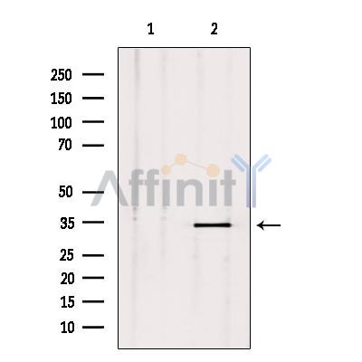 Валидация Affinity DF9755 - 22578