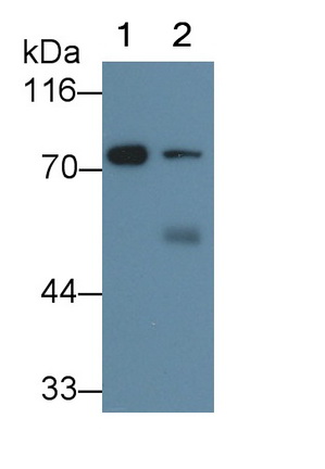 53368