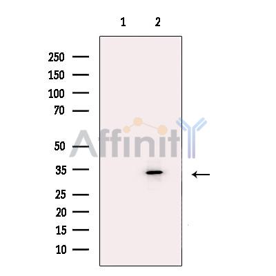 Валидация Affinity AF5118 - 2482