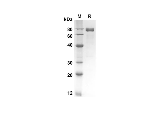 Валидация Elabscience PDMM100101(1071)